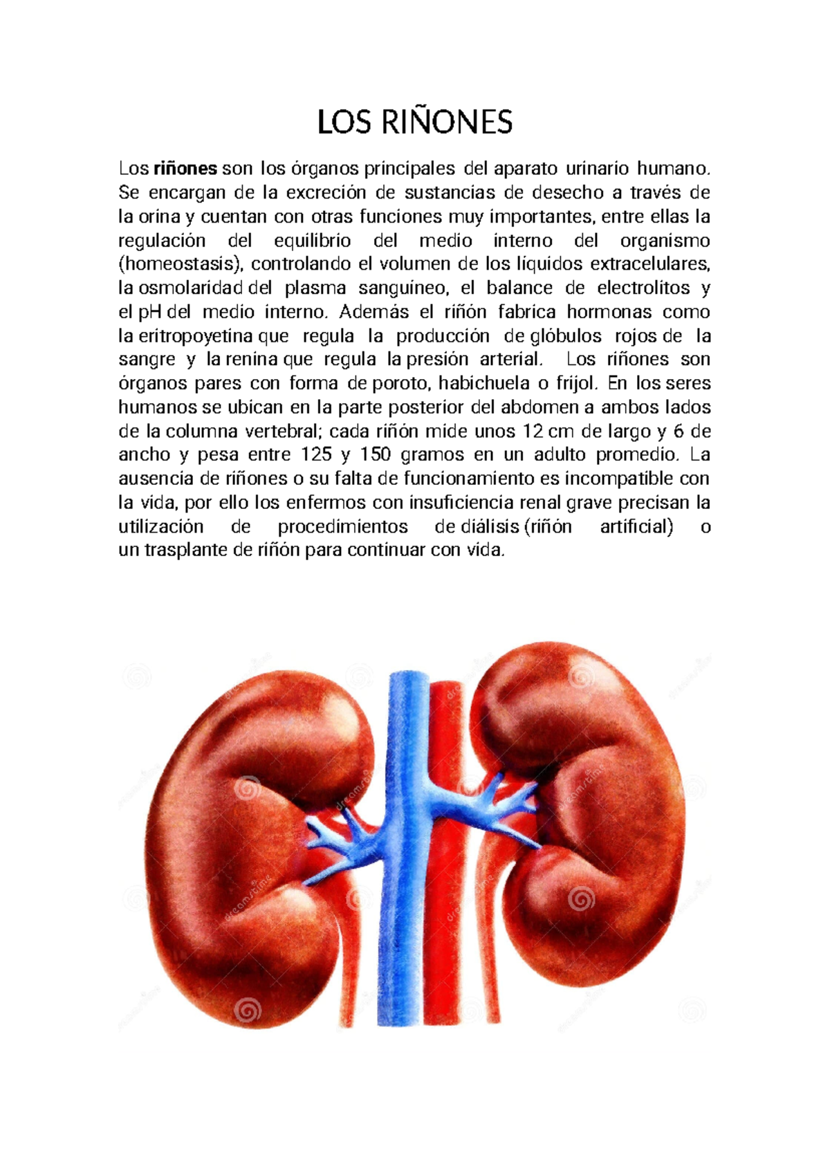 LOS Riñones - LOS RIÑONES Los riñones son los órganos principales del ...