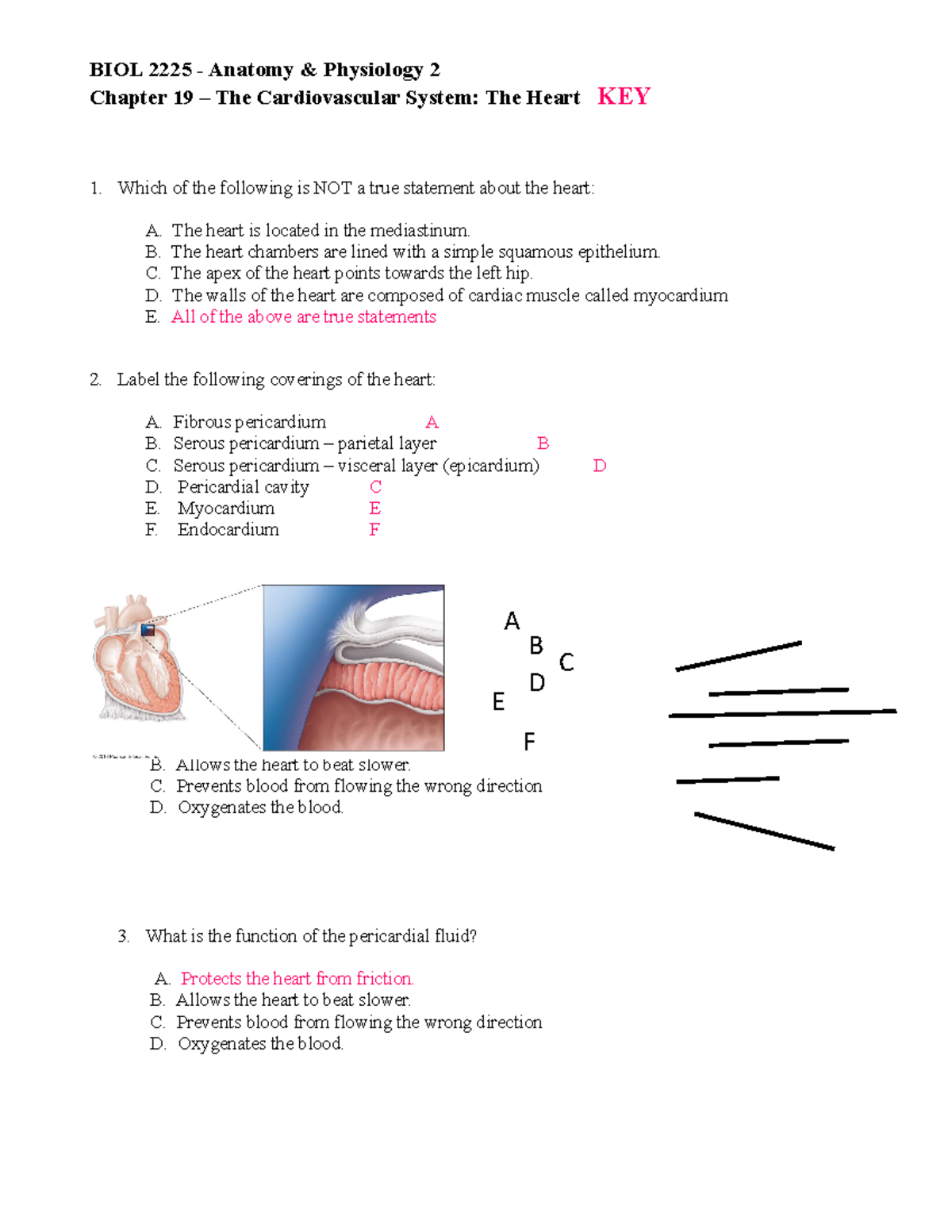 Exam Review Worksheet - Chapter 19 KEY - BIOL 2225 - Anatomy ...