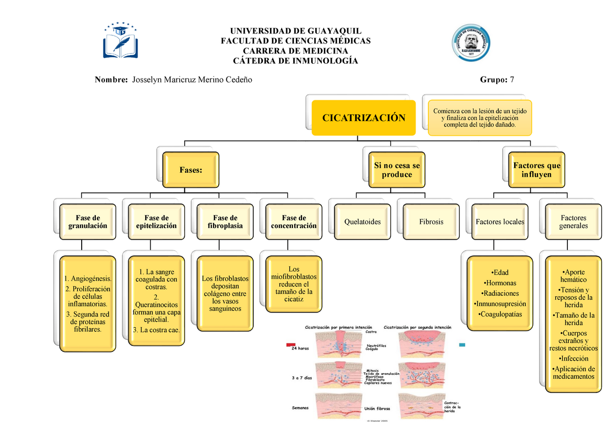 MAPA Conceptual Cicatrización- Josselyn Maricruz Merino Cedeño - Warning:  TT: undefined function: 32 - Studocu