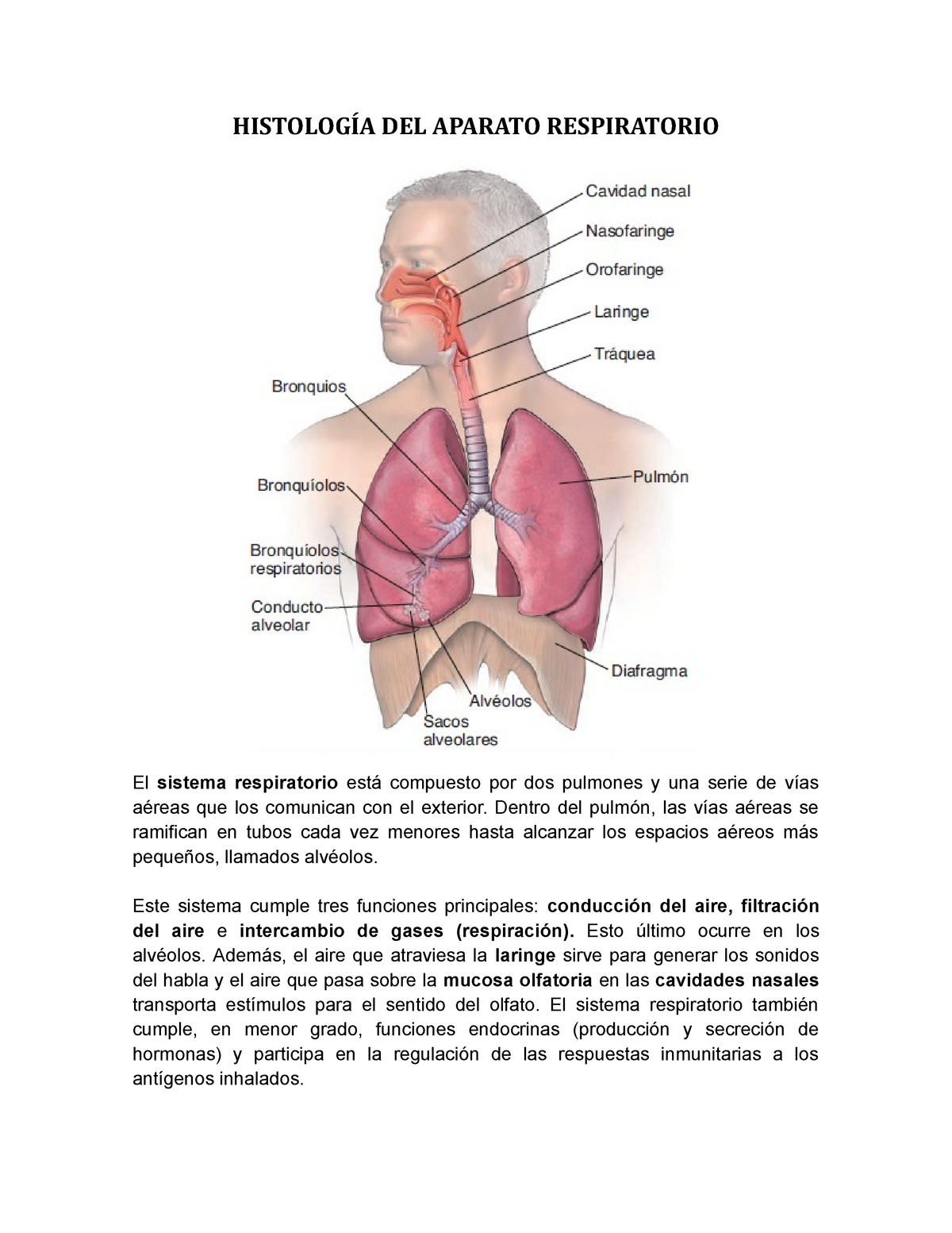 histología del aparato respiratorio studocu