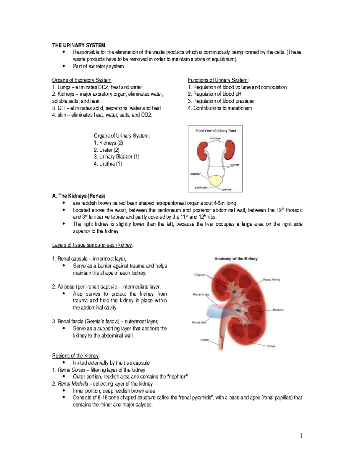 433501600 The Urinary System - THE URINARY SYSTEM Responsible for the ...