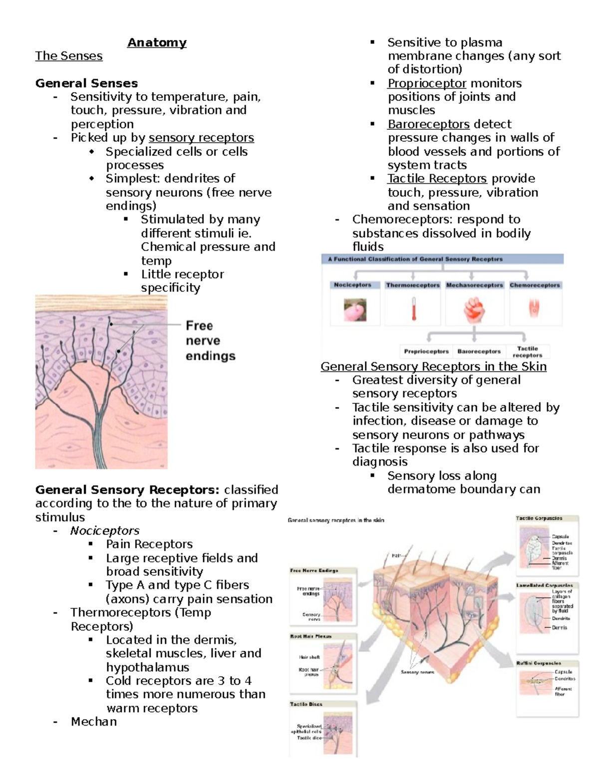 Anatomy Senses Anat 1005 Fanshawe Studocu