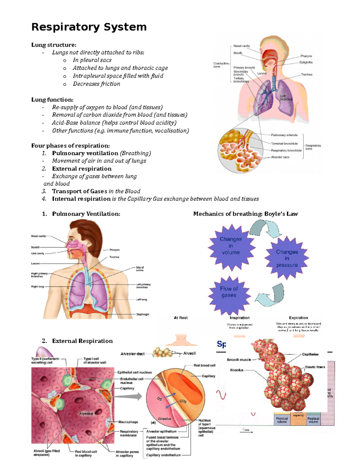 5. Respiratory System - Respiratory System Lung structure: - Lungs not ...