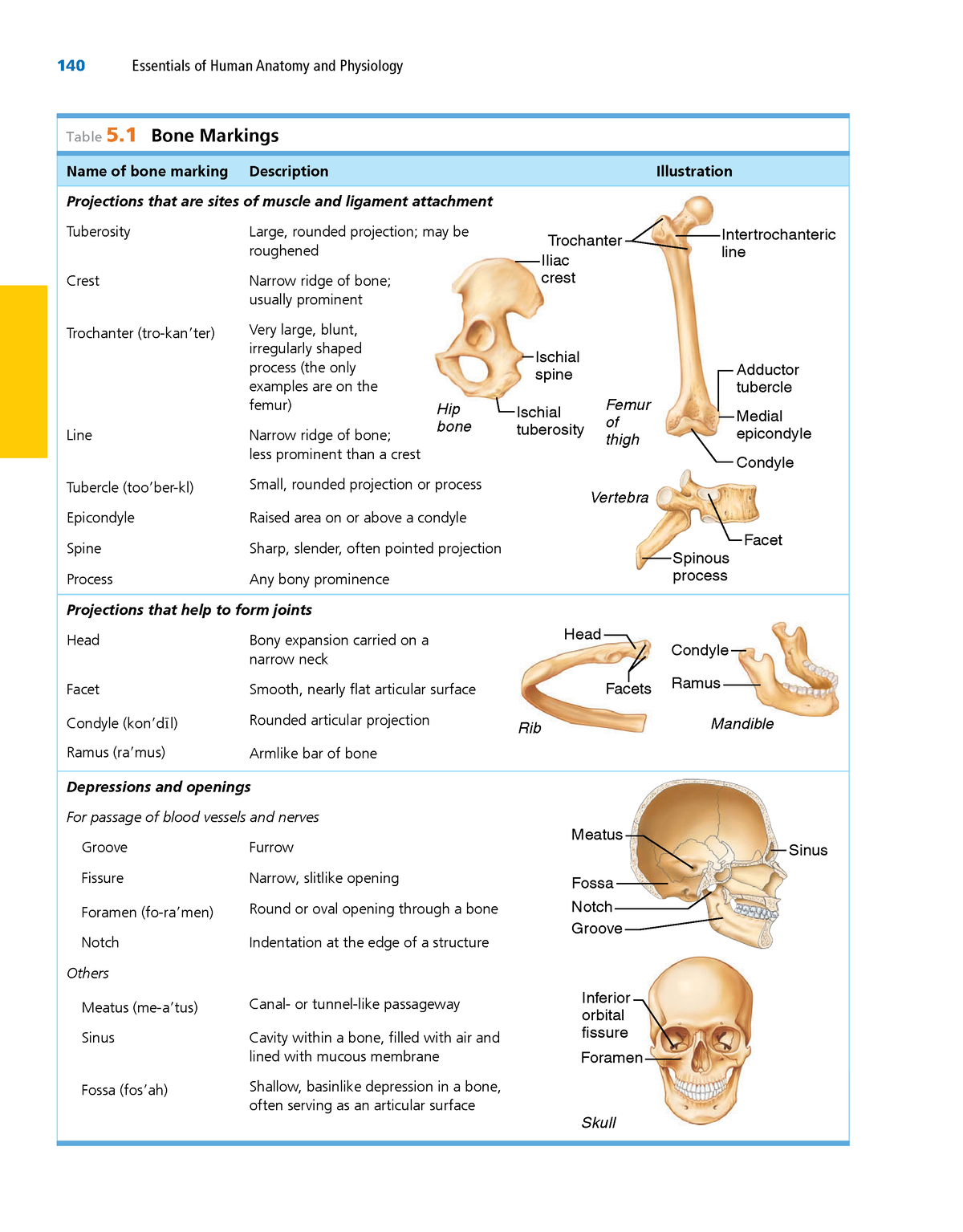 Anatomy and physiology 1-57 - 140 Essentials of Human Anatomy and ...
