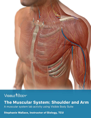 Solved Please Write Out The Steps In The Muscle Contraction Cycle Start Anatomy And