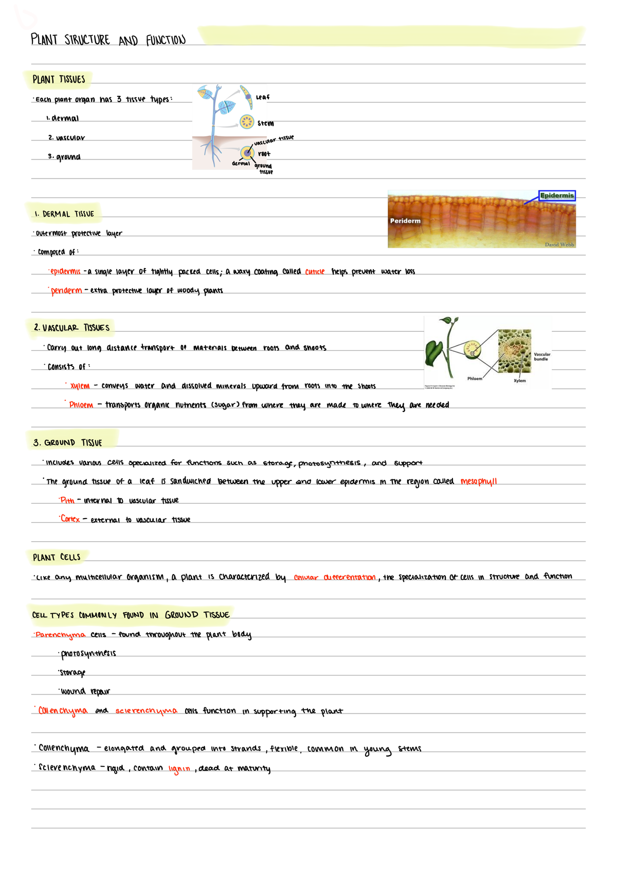 Plant Structure And Function - BIOL 106 - Studocu