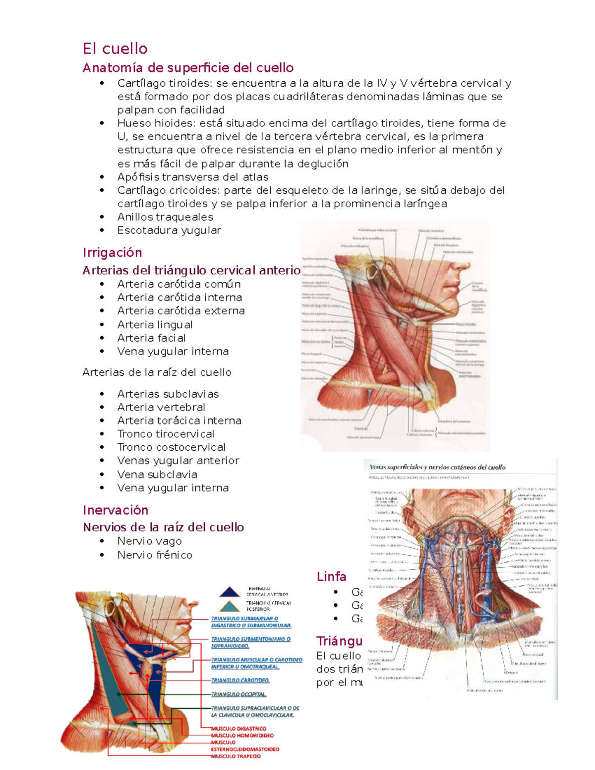 anatomía anterior del cuello