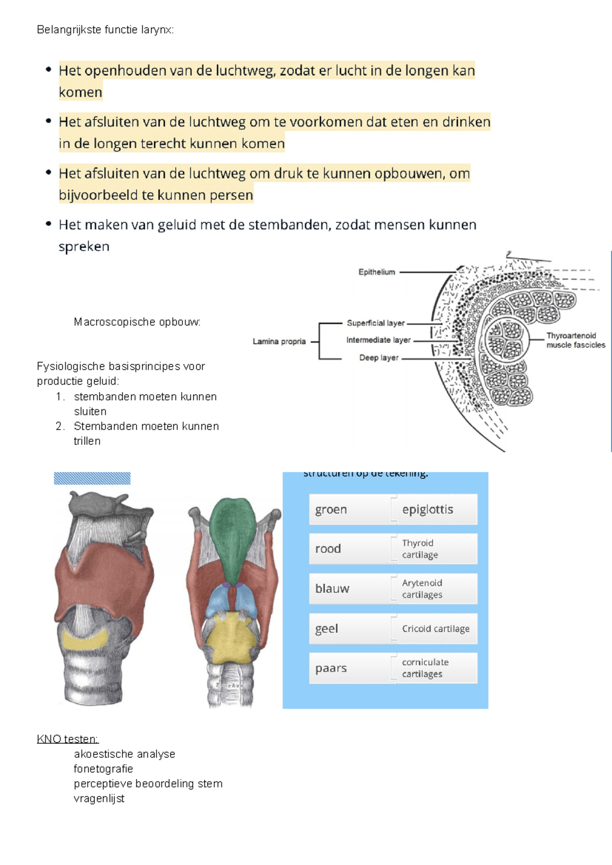 Anatomie Larynx - Vraagstukken Borst En Nier - Belangrijkste Functie ...