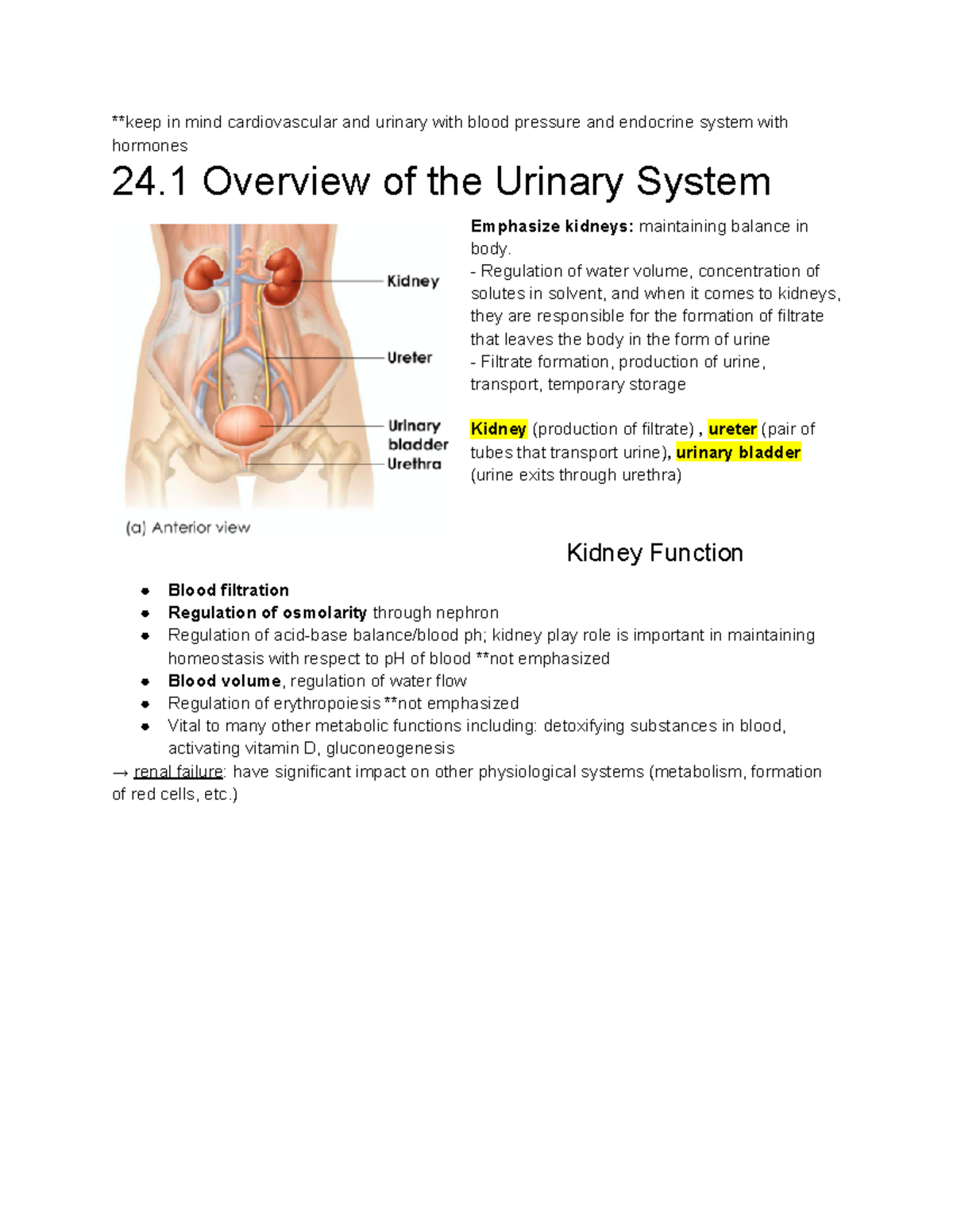 Ch 24 The Urinary System - **keep in mind cardiovascular and urinary ...