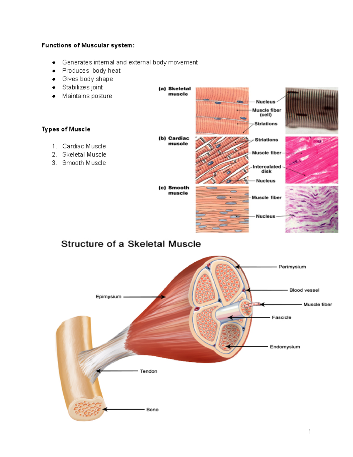 Muscular system - Functions of Muscular system: Generates internal and ...