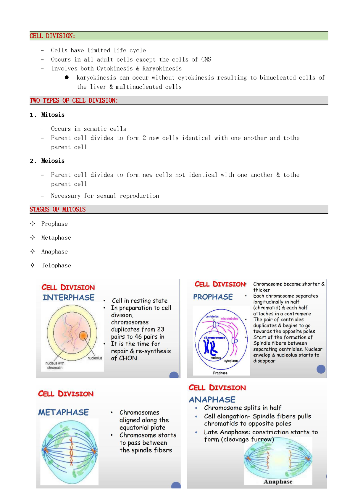 the stages of mitosis and cell division - CELLDIVISION: Cells have ...