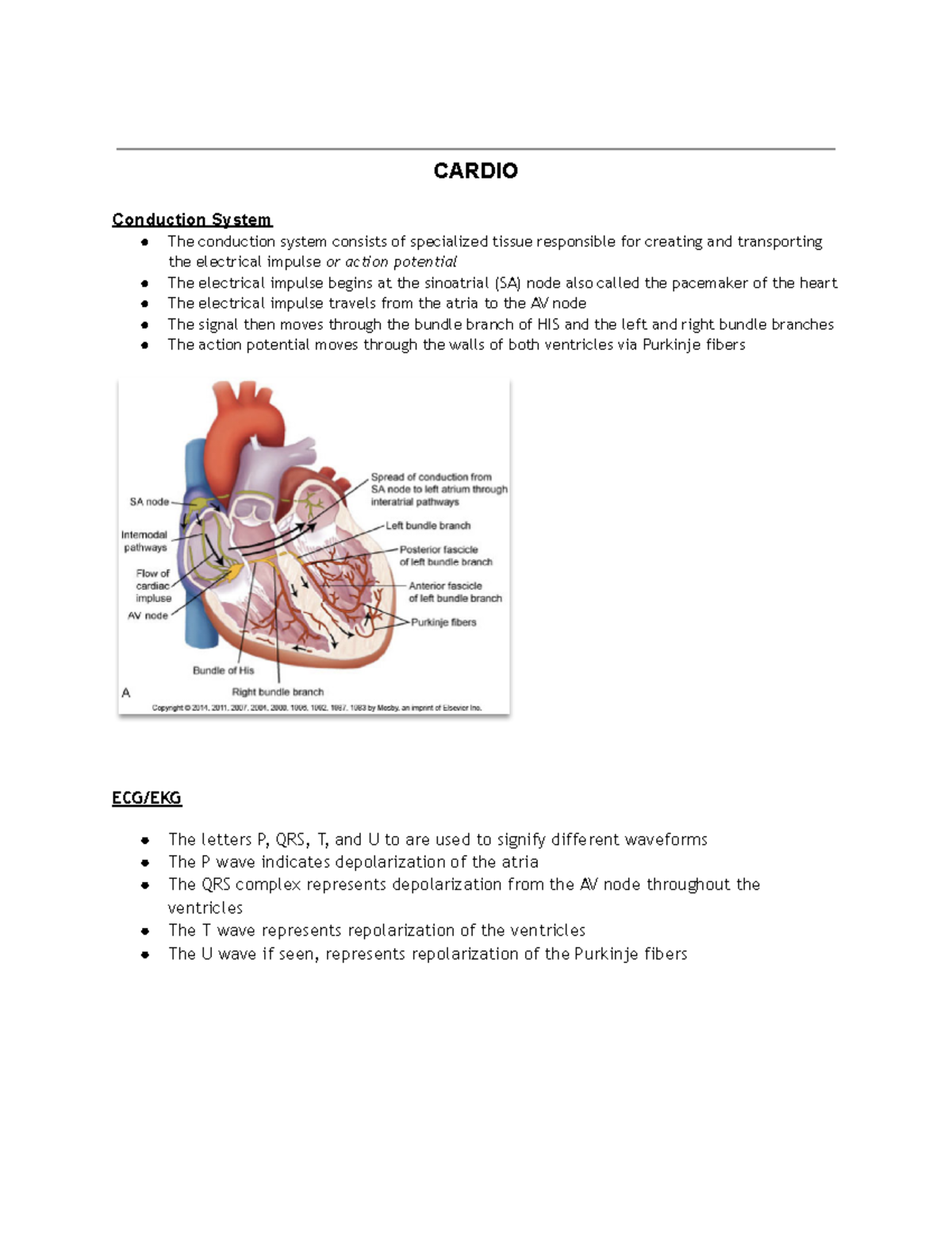 Quiz 2 Advanced MS - notes - CARDIO Conduction System The conduction ...