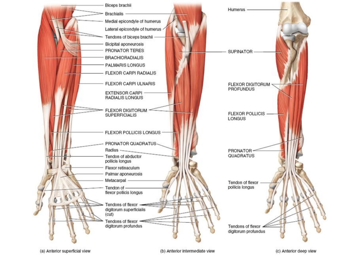 Learning with anatomy - Biceps brachii Humerus Brachialis Medial ...