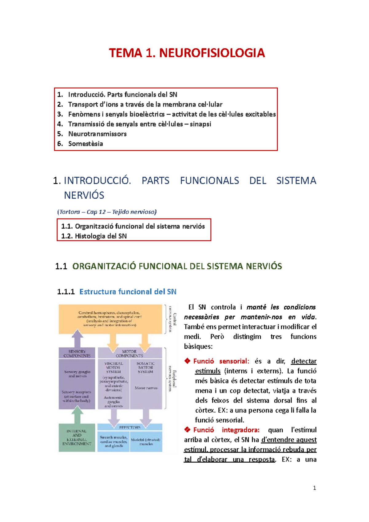 TEMA 1. Neurofisiologia I SomestèSIA Berta - TEMA 1. NEUROFISIOLOGIA 1 ...