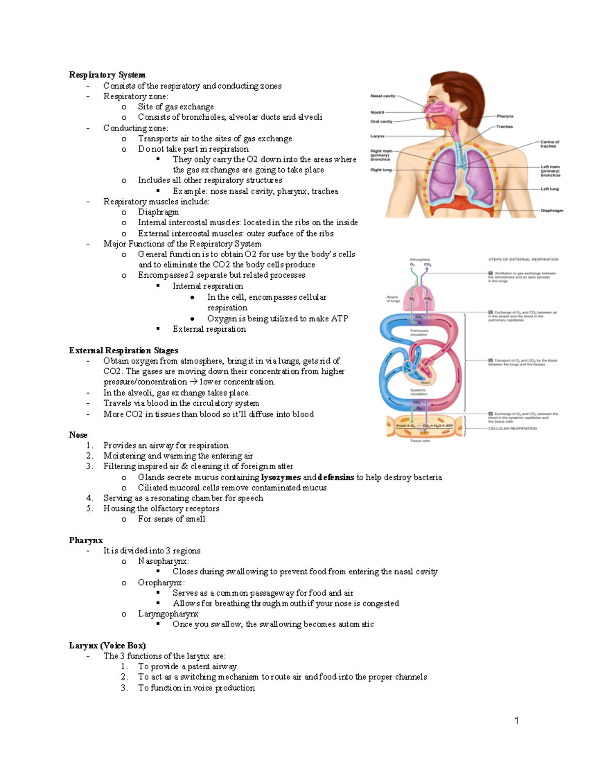 Respiratory System studyguide - Respiratory System - Consists of the ...