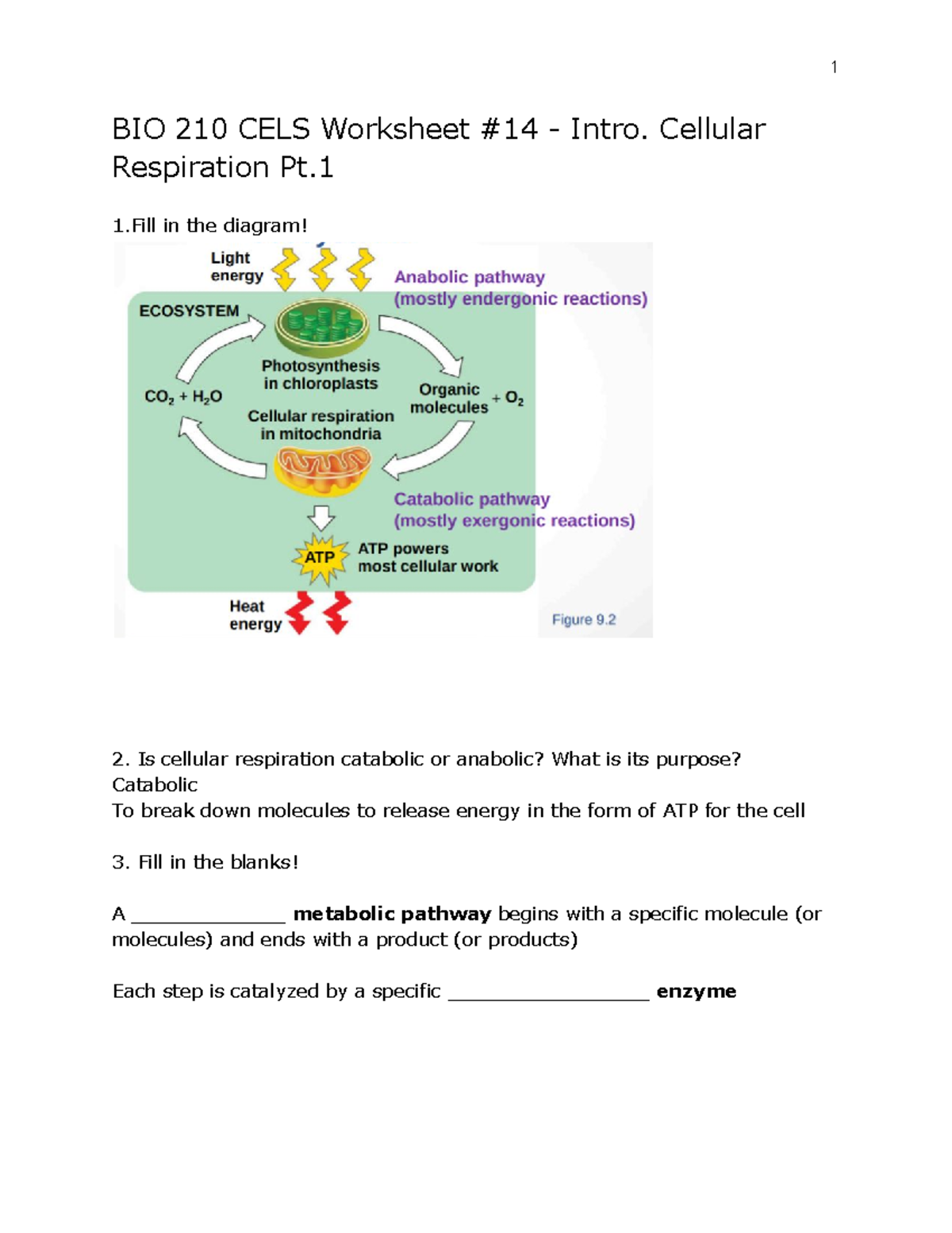 14b KEY Worksheet 14 Cellular Respiration Pt BIO 210 CELS