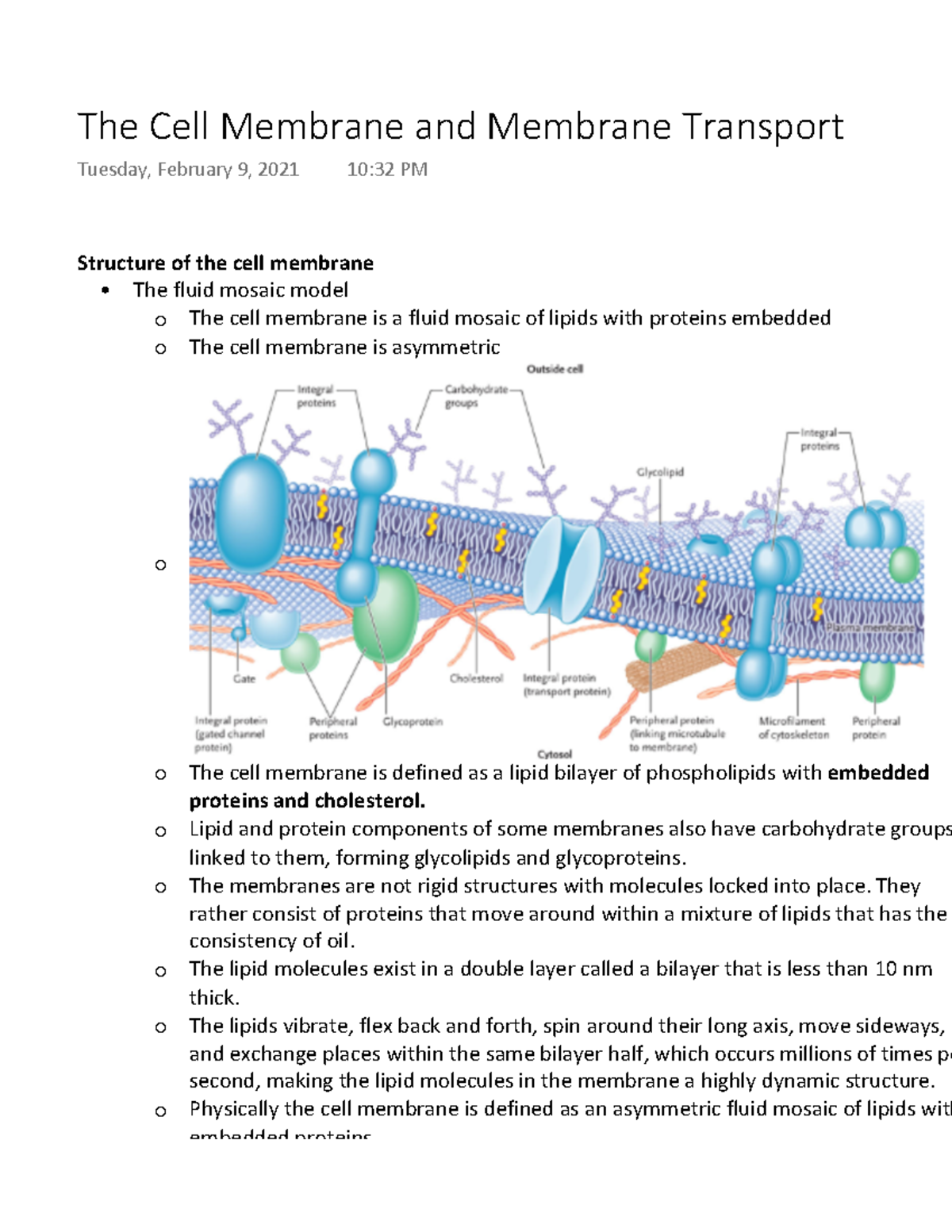 The Cell Membrane And Membrane Transport - Structure Of The Cell ...