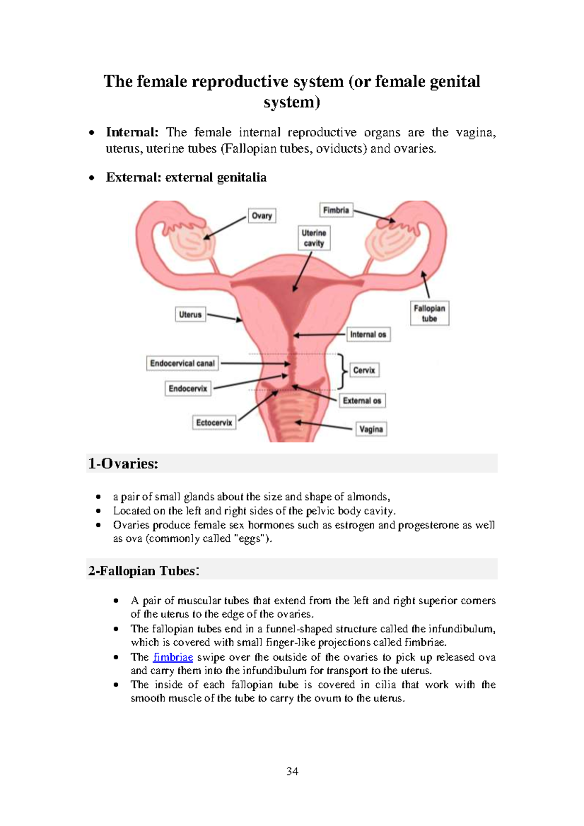 Femal and male reproductive system - 34 The female reproductive system ...