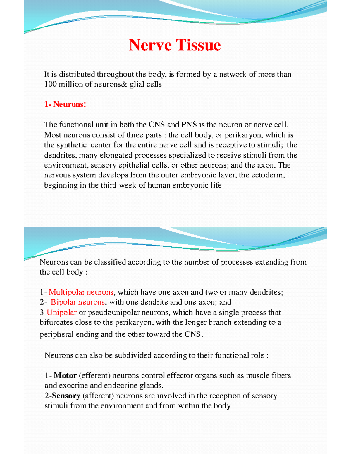 Nerves Tissue Histology lab Nerve Tissue It is distributed