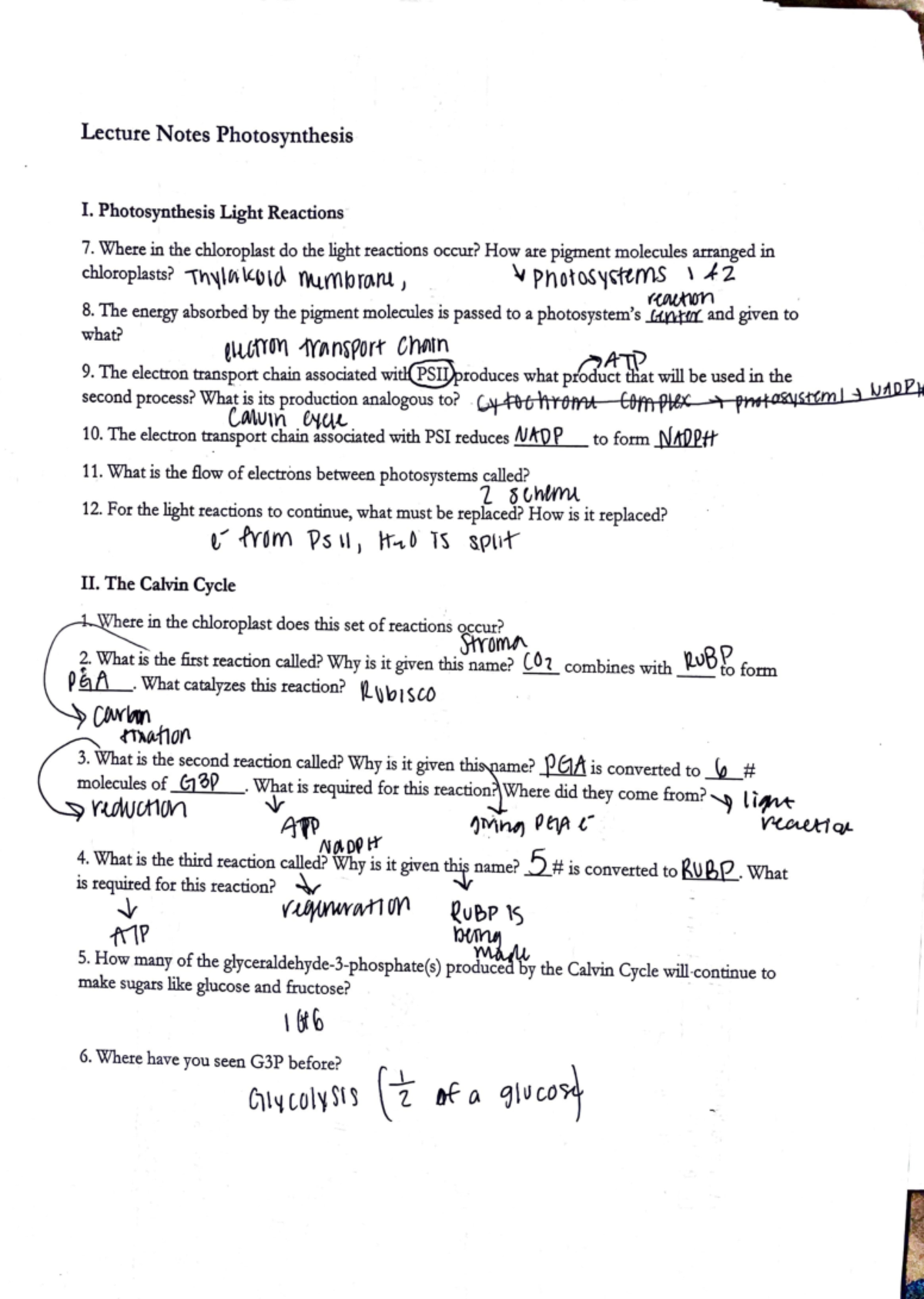 Photosynthesis - class notes and chart of the prosses - Lecture Notes ...