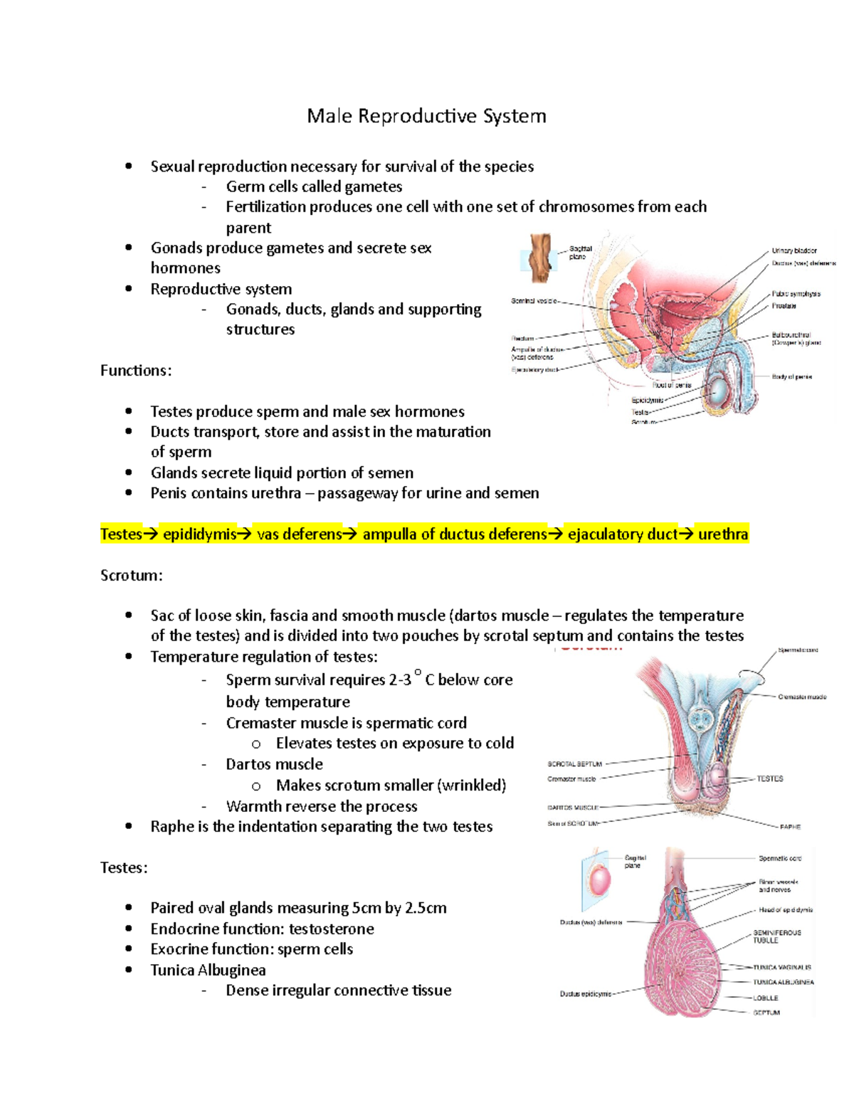 Male Reproductive System - Studocu