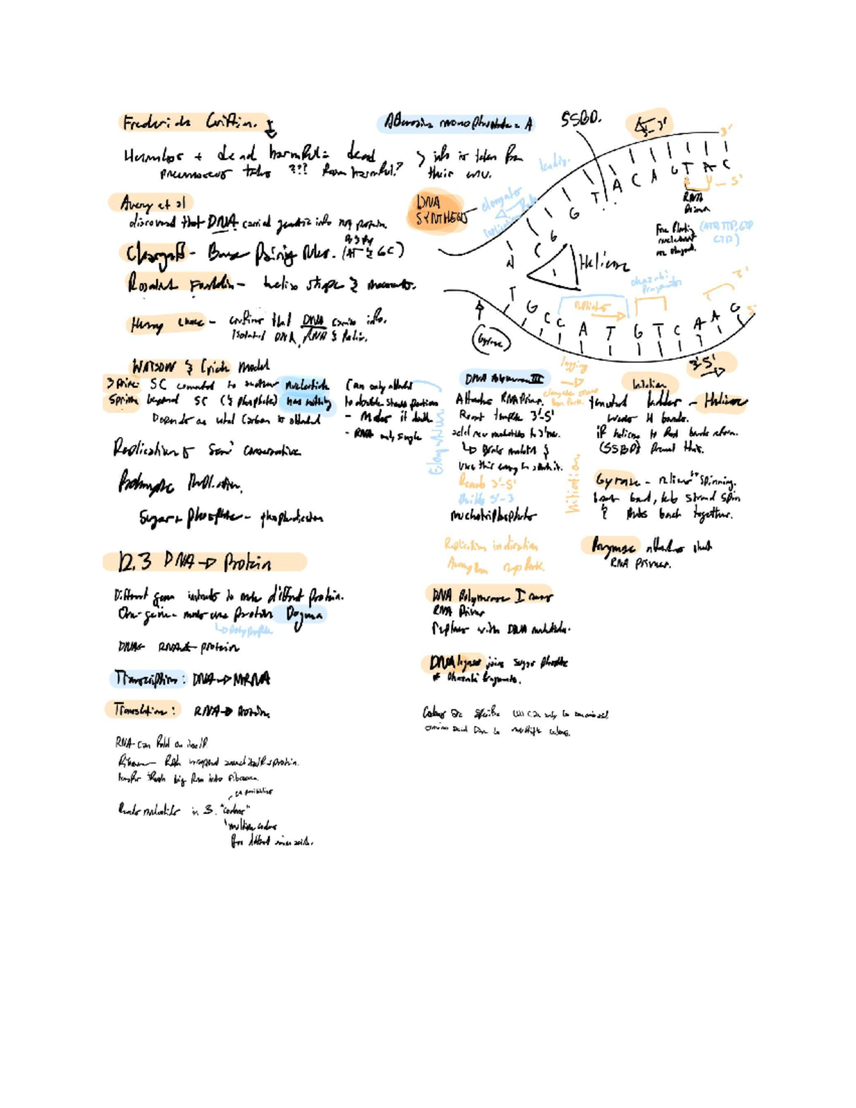 Bio chapter 12 notes - Studocu