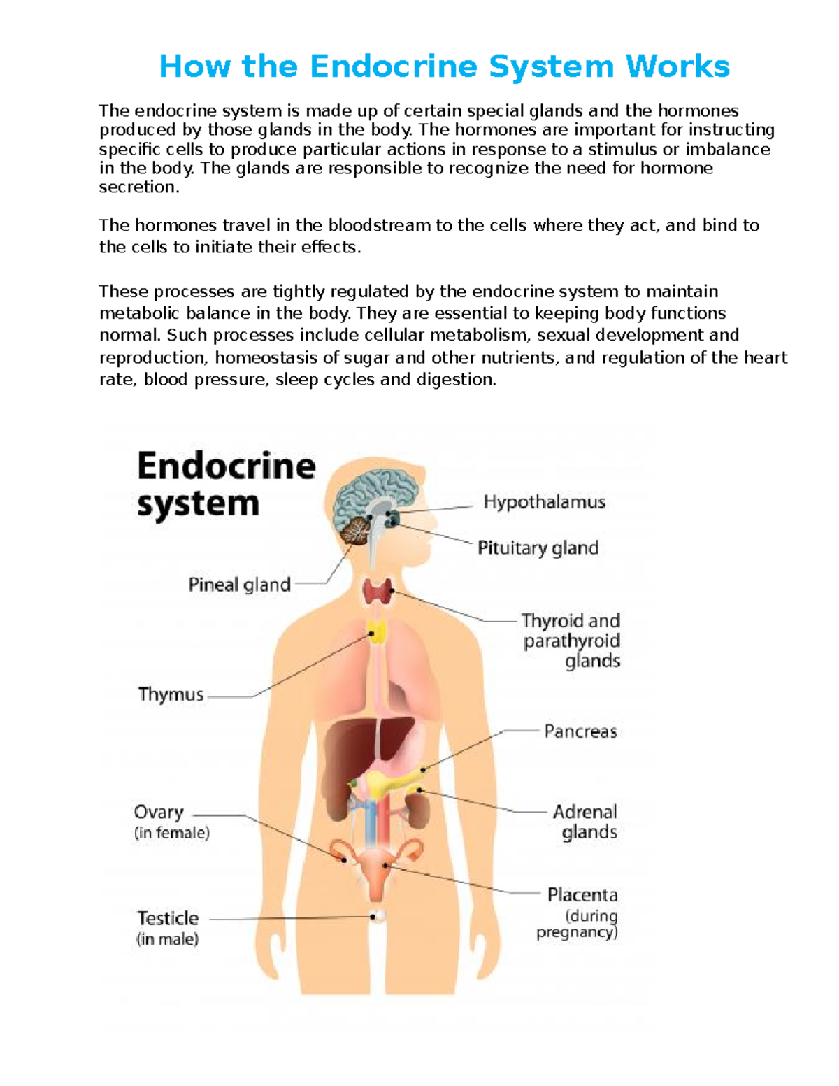 How the Endocrine System Works - The hormones are important for instructing  specific cells to - Studocu
