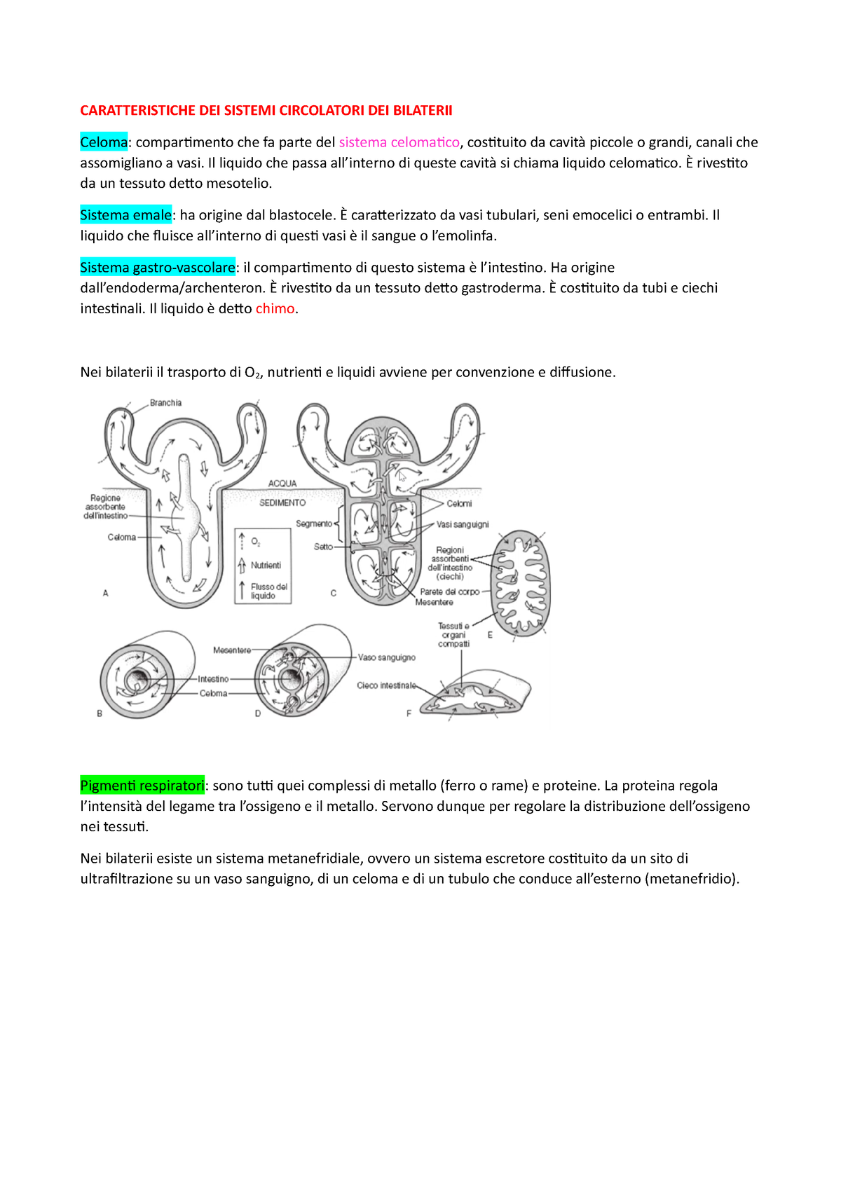 Bilaterii Relazione Per La Tesina Caratteristiche Dei Sistemi Circolatori Dei Bilaterii 0276
