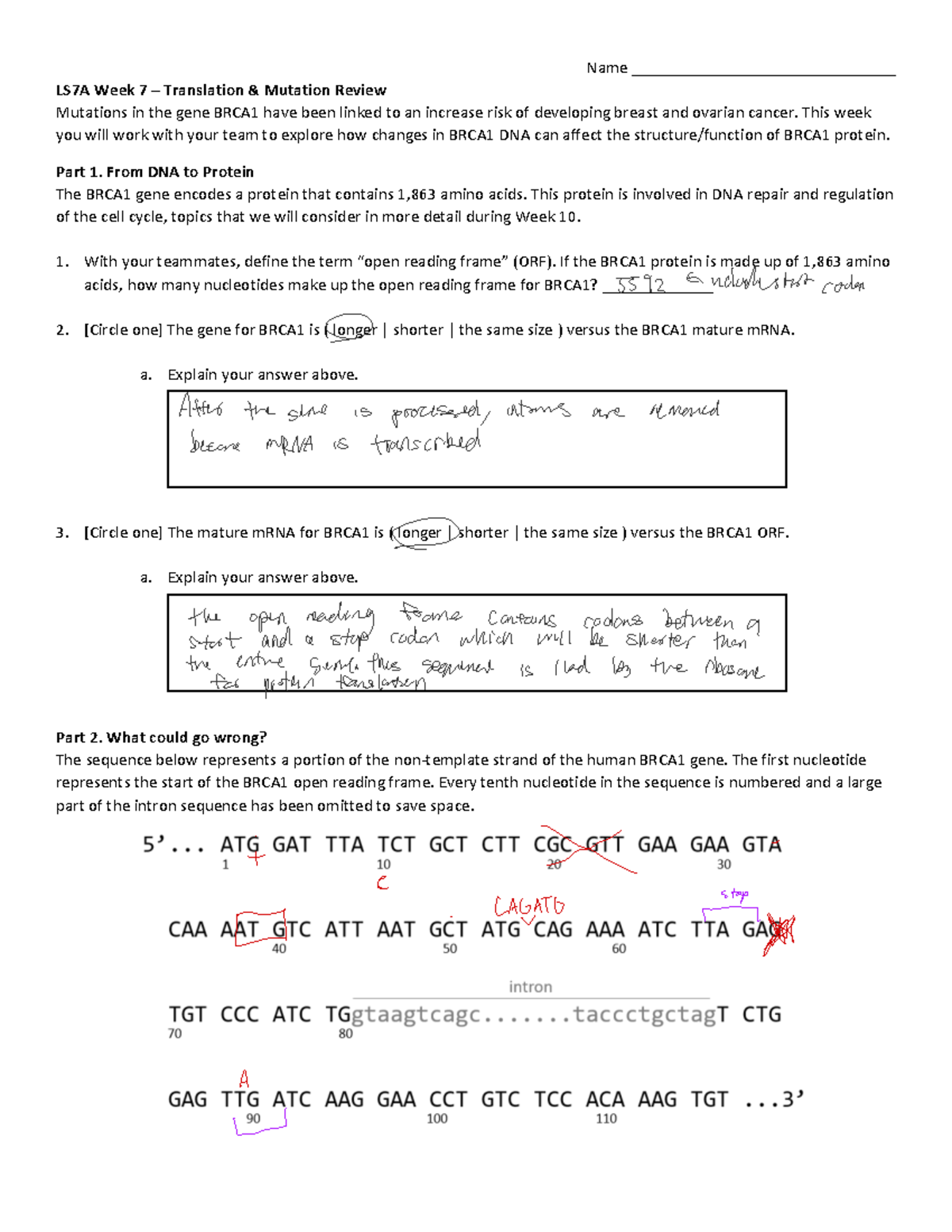 Week 7 Translation Mutation W22-7 - Name ...