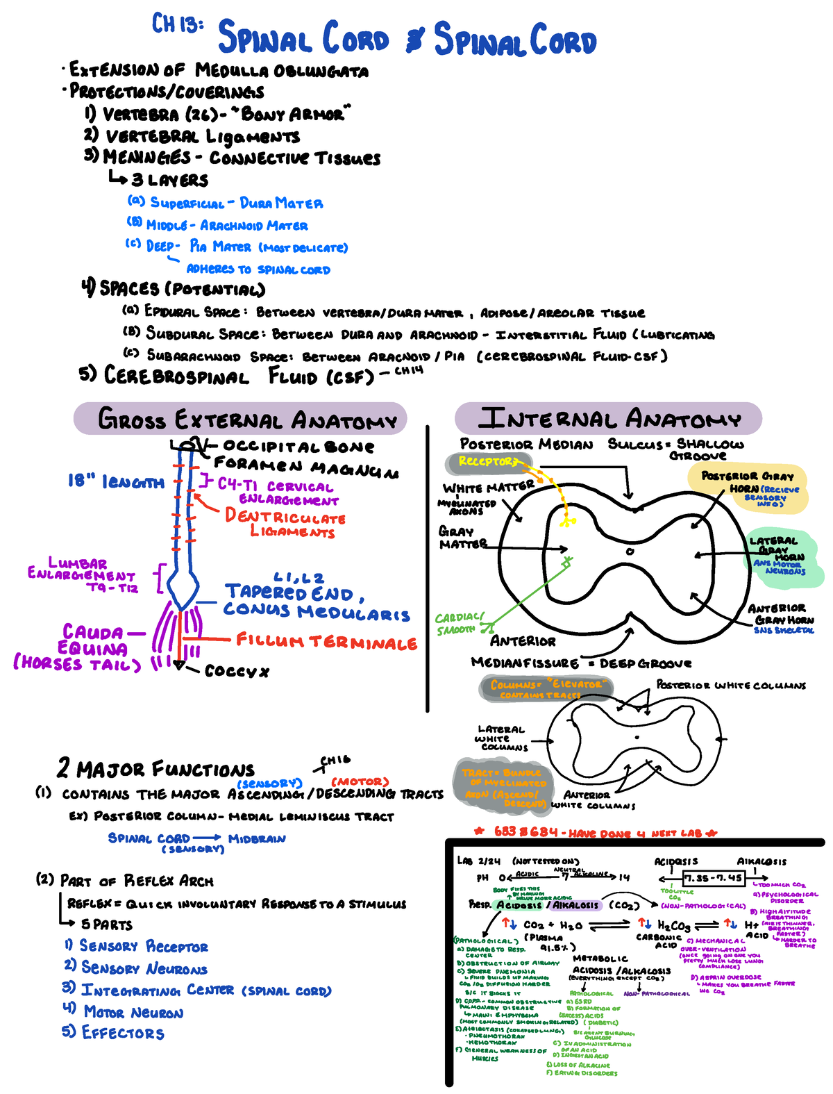 Anatomy and Physiology Chapter 15 Spinal Cord and Nerves - CH ...