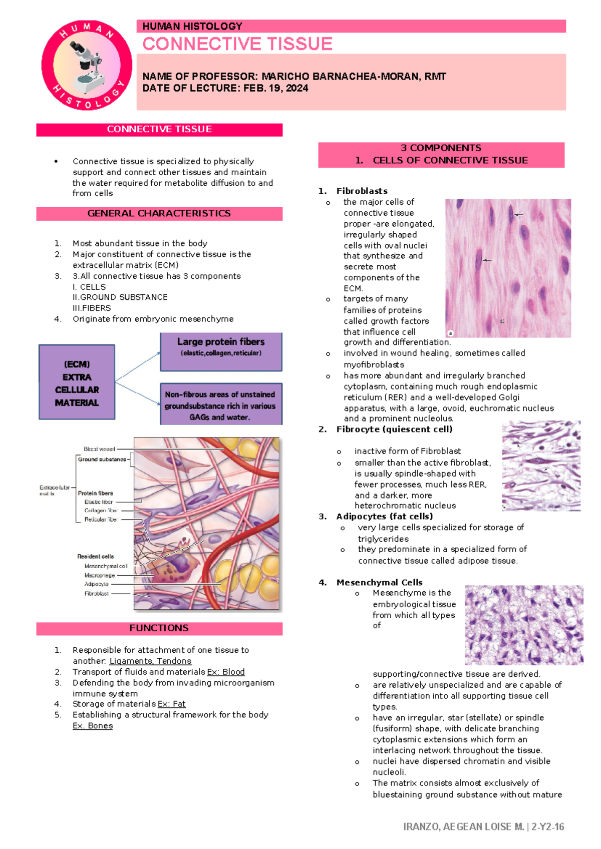 Connective Tissue - HUMAN HISTOLOGY CONNECTIVE TISSUE NAME OF PROFESSOR ...