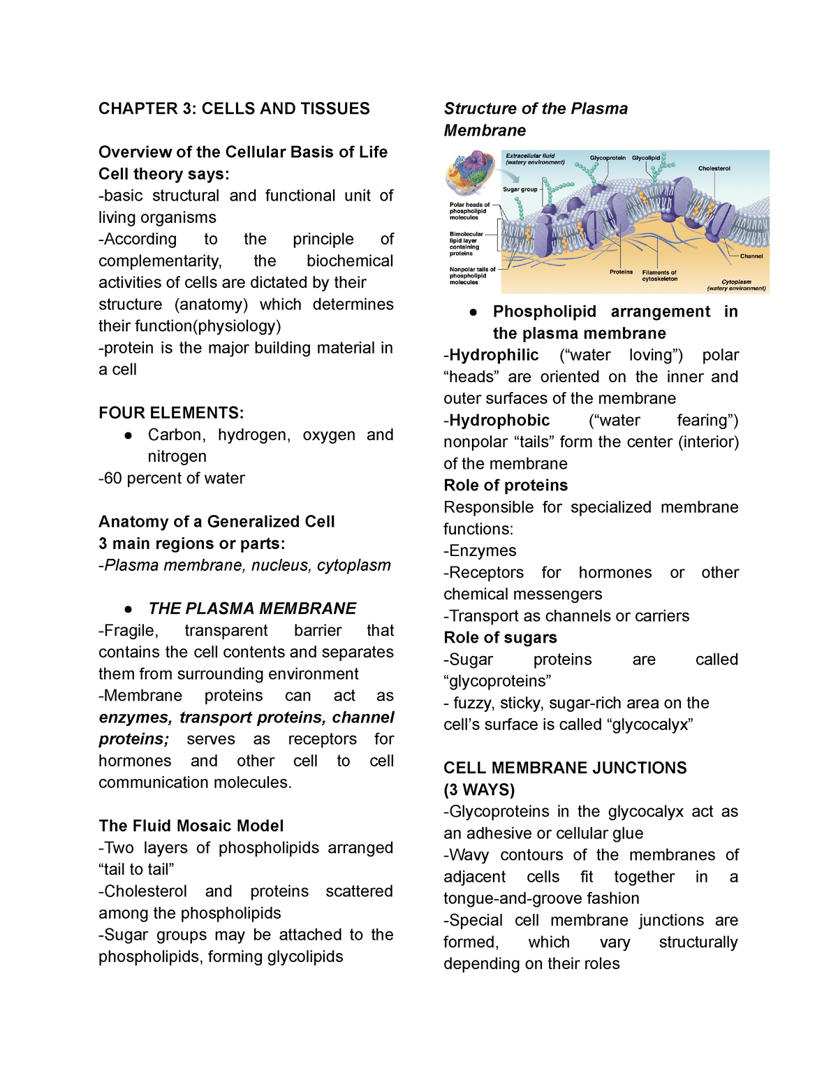 Chapter-3 - Cells-AND- Tissues - CHAPTER 3: CELLS AND TISSUES Overview ...