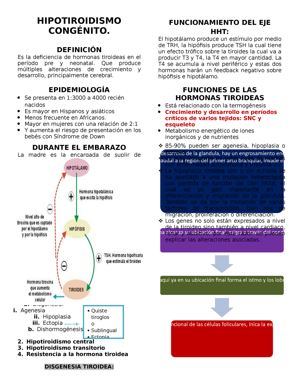 Hipotiroidismos Congénito Hipotiroidismo Funcionamiento Del Eje Hht