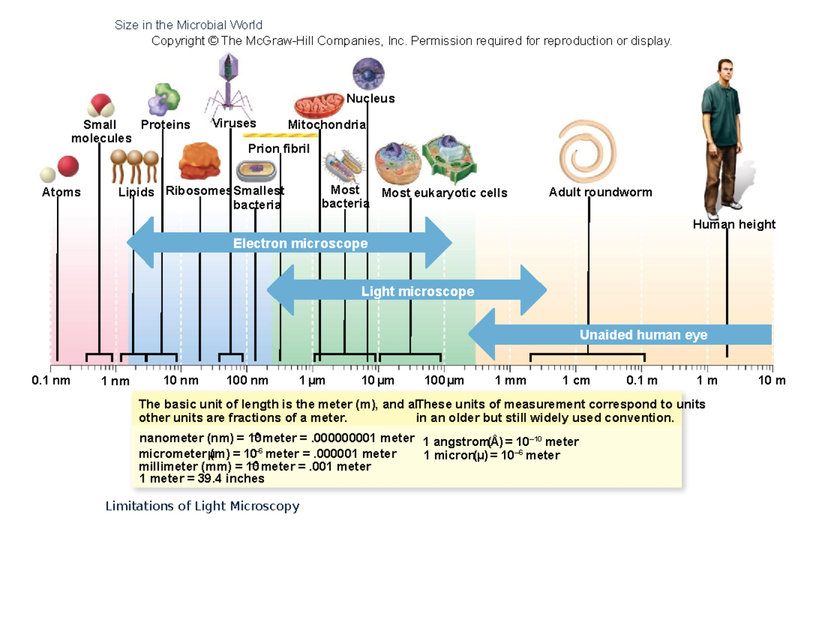 Unit 2 Slides - Slide notes for Week 2 - Size in the Microbial World ...