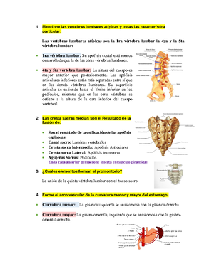 IrrigacióN Anatomia II - Arco vascular de Drummond y de Riolano En ...