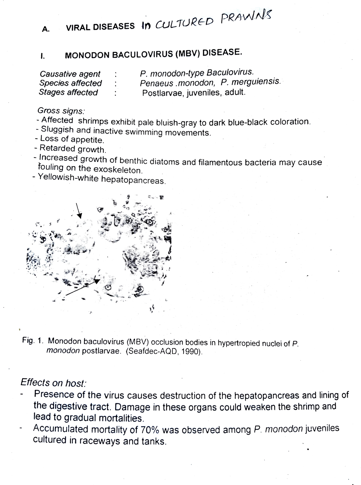 Viral disease in cultured prawns - A. VIRAL DISEASES In CULTURED PRAWNS ...