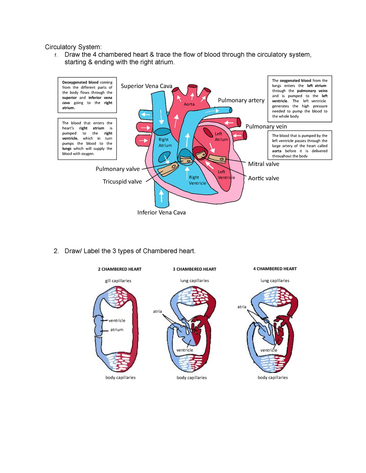 assignment circulatory system