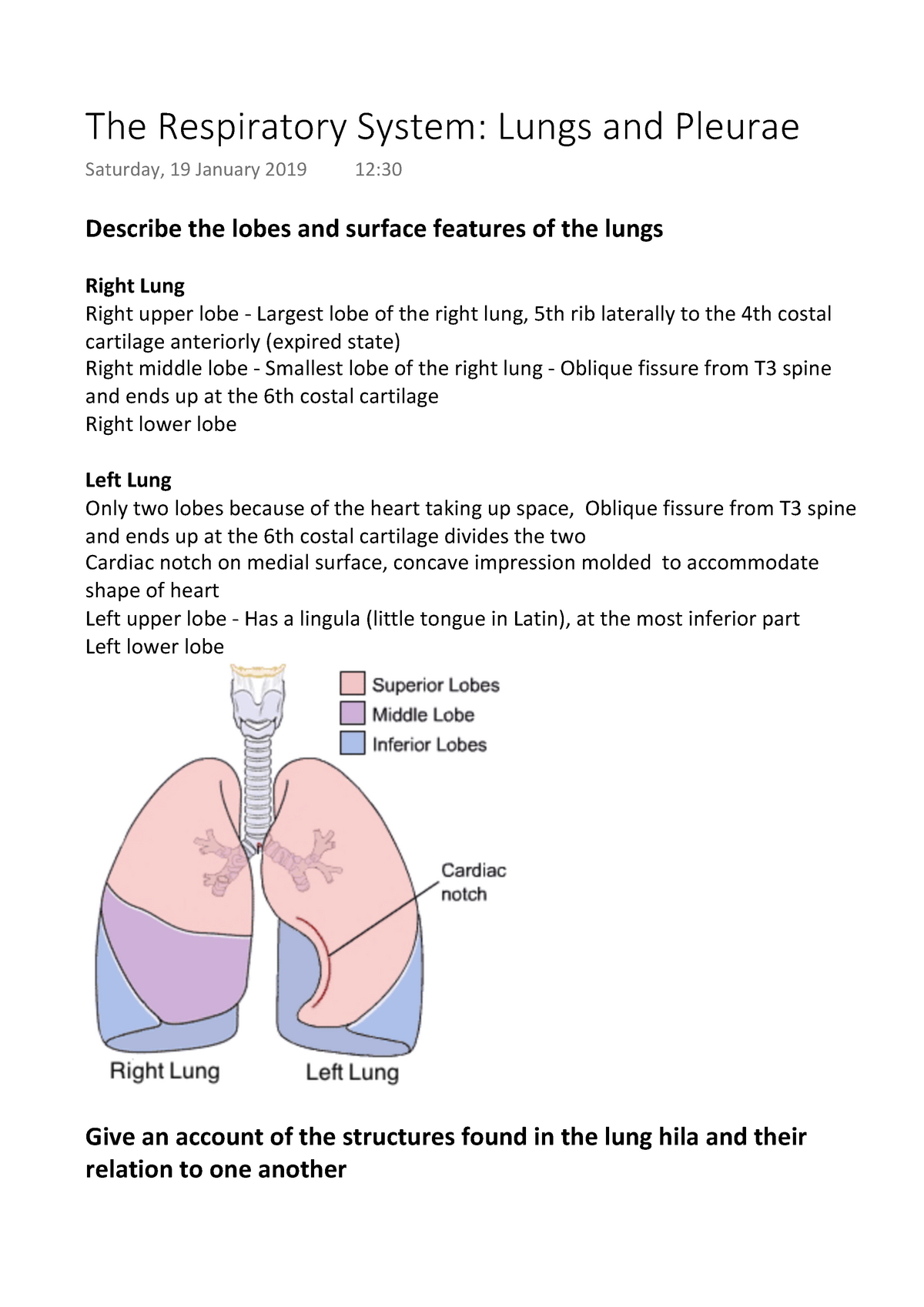 The Respiratory System Lungs And Pleurae Describe The Lobes And