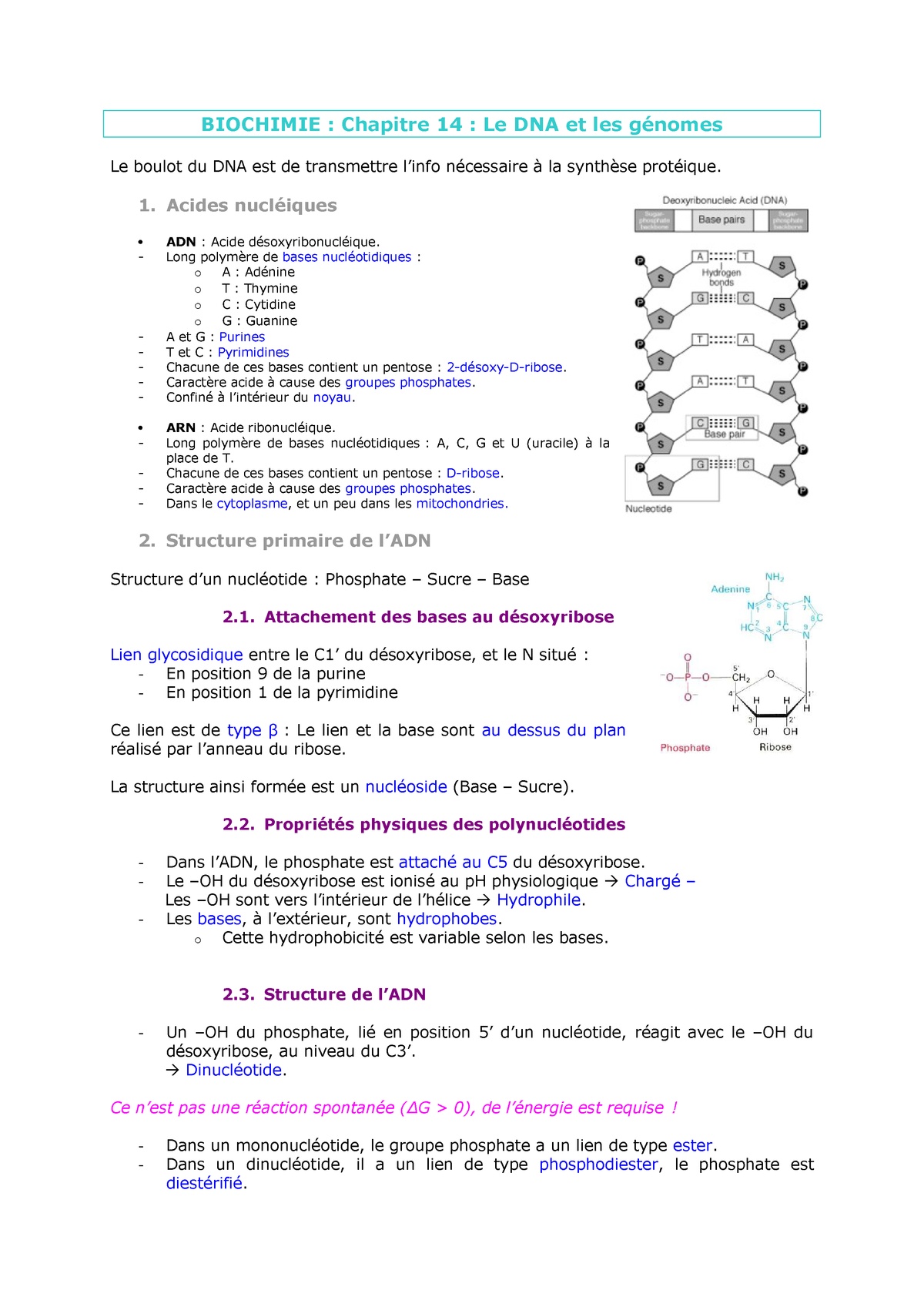 Biochimie Chapitre 14 Bioc9238 1 Studocu