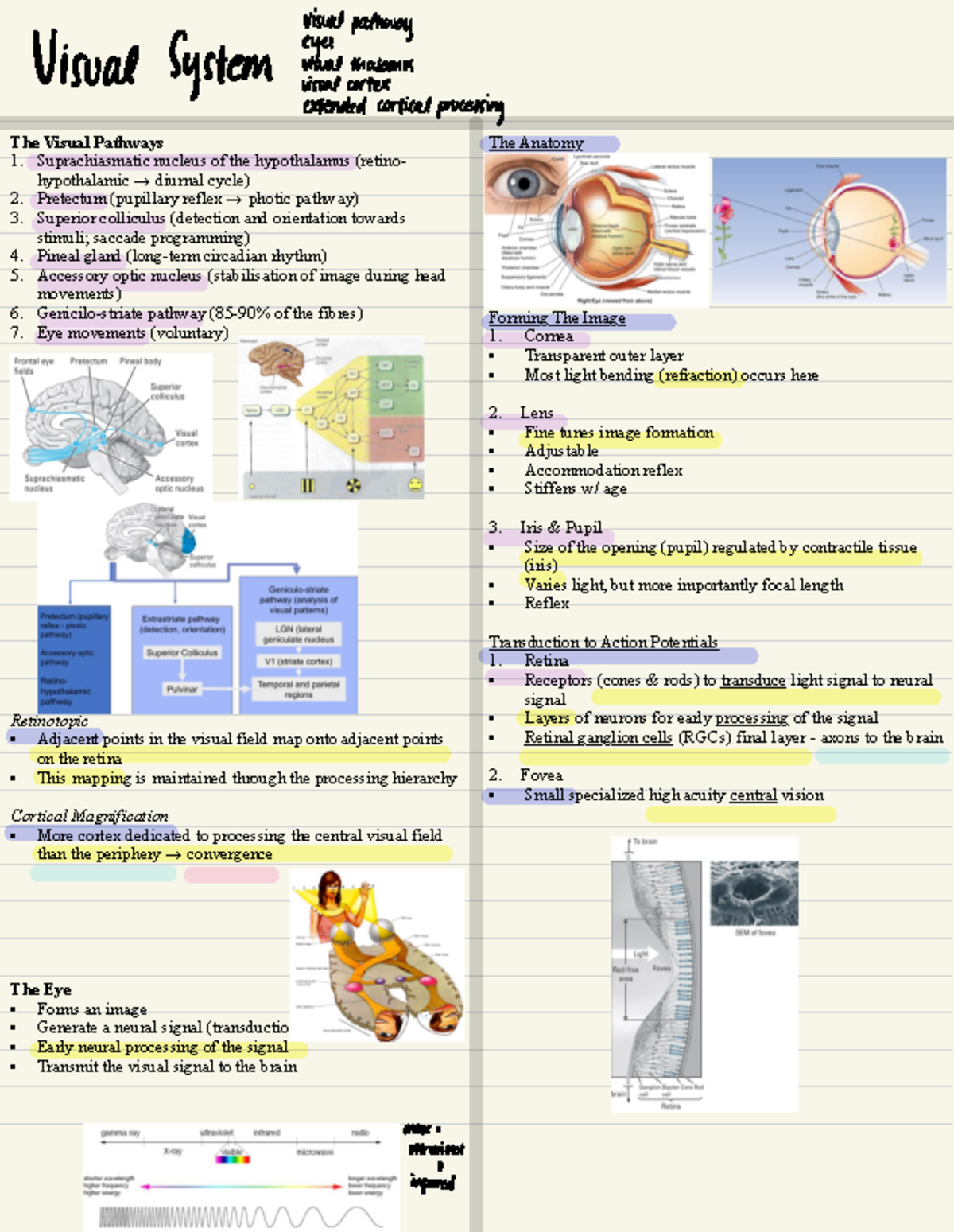 Visual System - lecture notes - The Visual Pathways 1. Suprachiasmatic ...