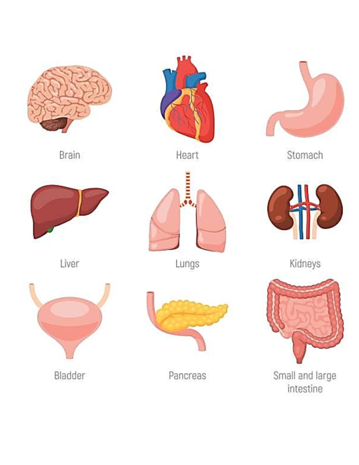 Organs WITH NAME - computer students - Brain Heart Stomach O Liver ...