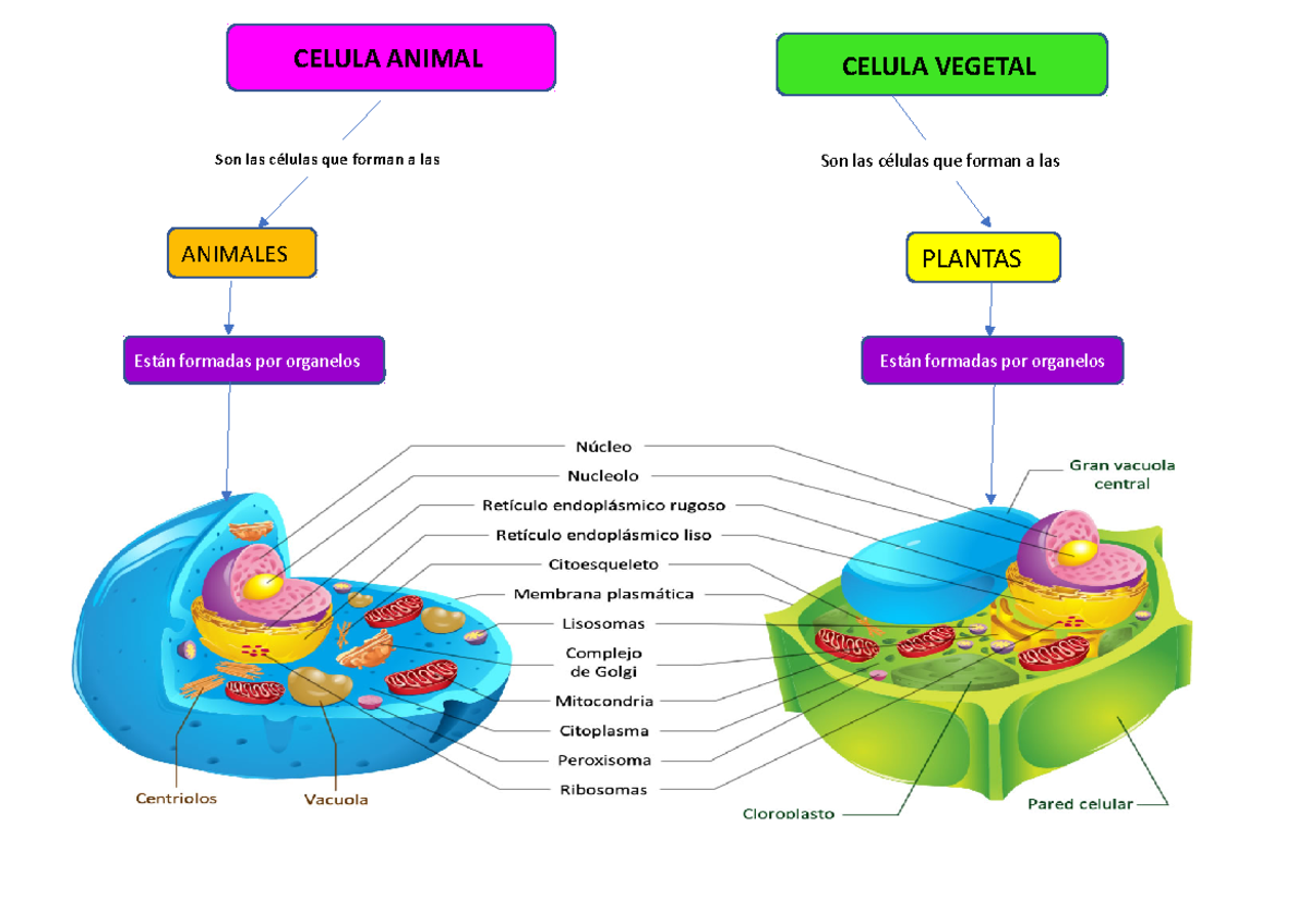 MAPA DE Celulas Animal Y Vegetal CON SUS Organelos Y Funciones - PLANTAS  Son las células que forman - Studocu