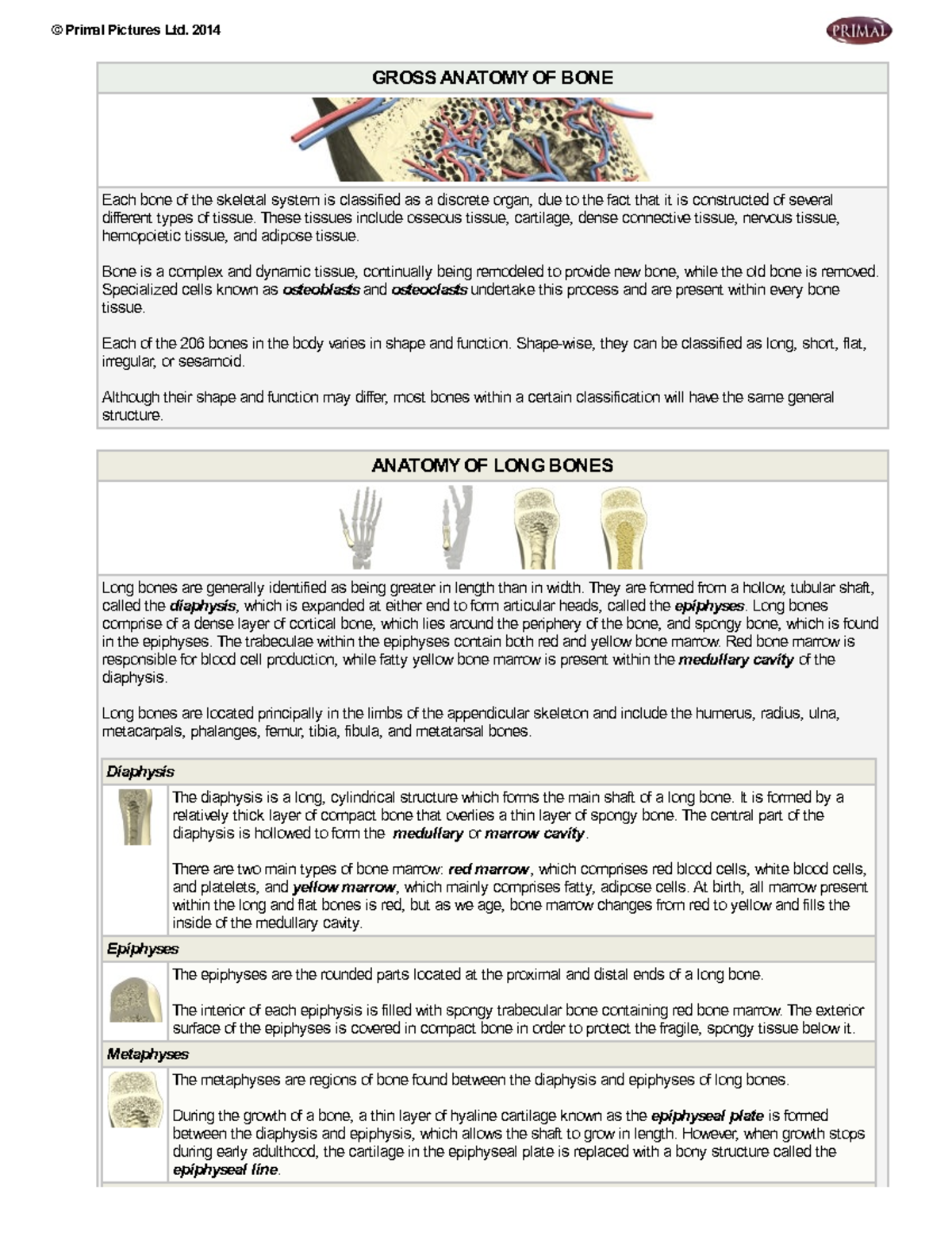 03 gross anatomy of bone - GROSS ANATOMY OF BONE Each bone of the ...