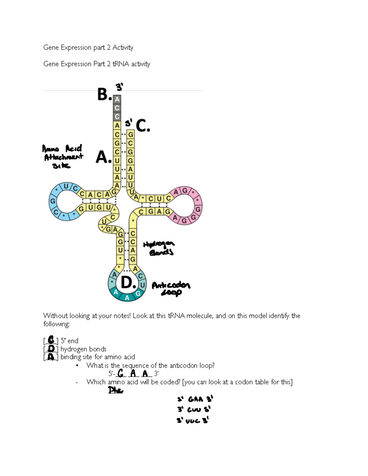 Gene+Expression+part+2+Activities - Gene Expression part 2 Activity ...