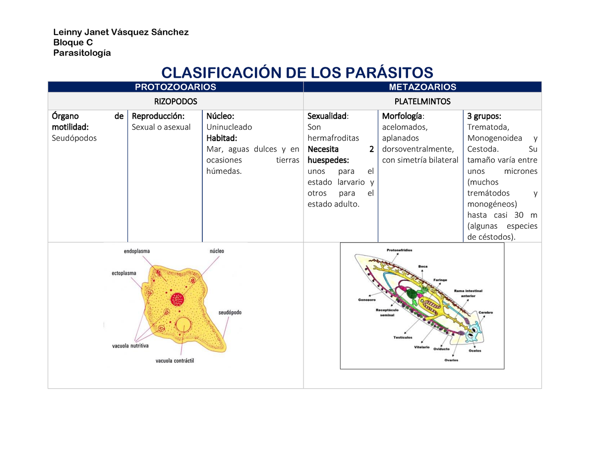 Clasificaci N De Los Par Sitos Bloque C Parasitolog A Clasificacin De Los Parsitos