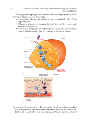 Essentials Of Human Physiology And Pathophysiology For Pharmacy And ...