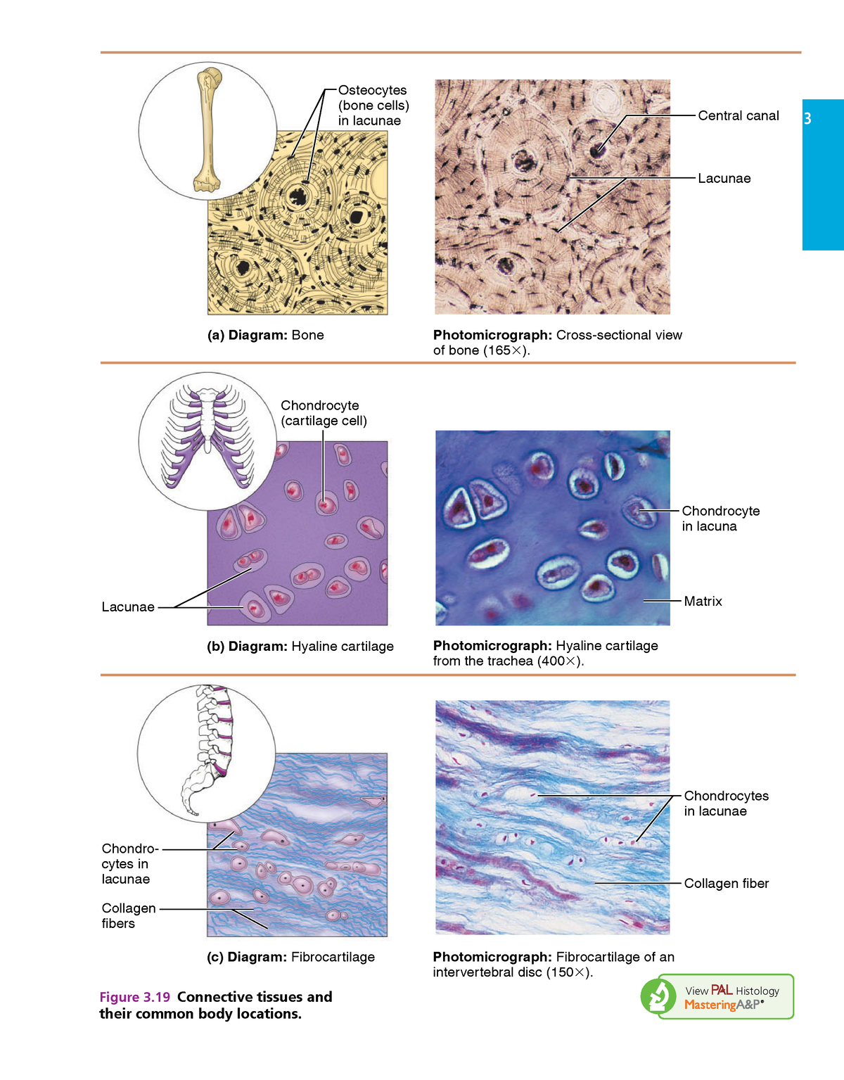 Anatomy and physiology 1-42 - 3 Photomicrograph: Cross-sectional view ...