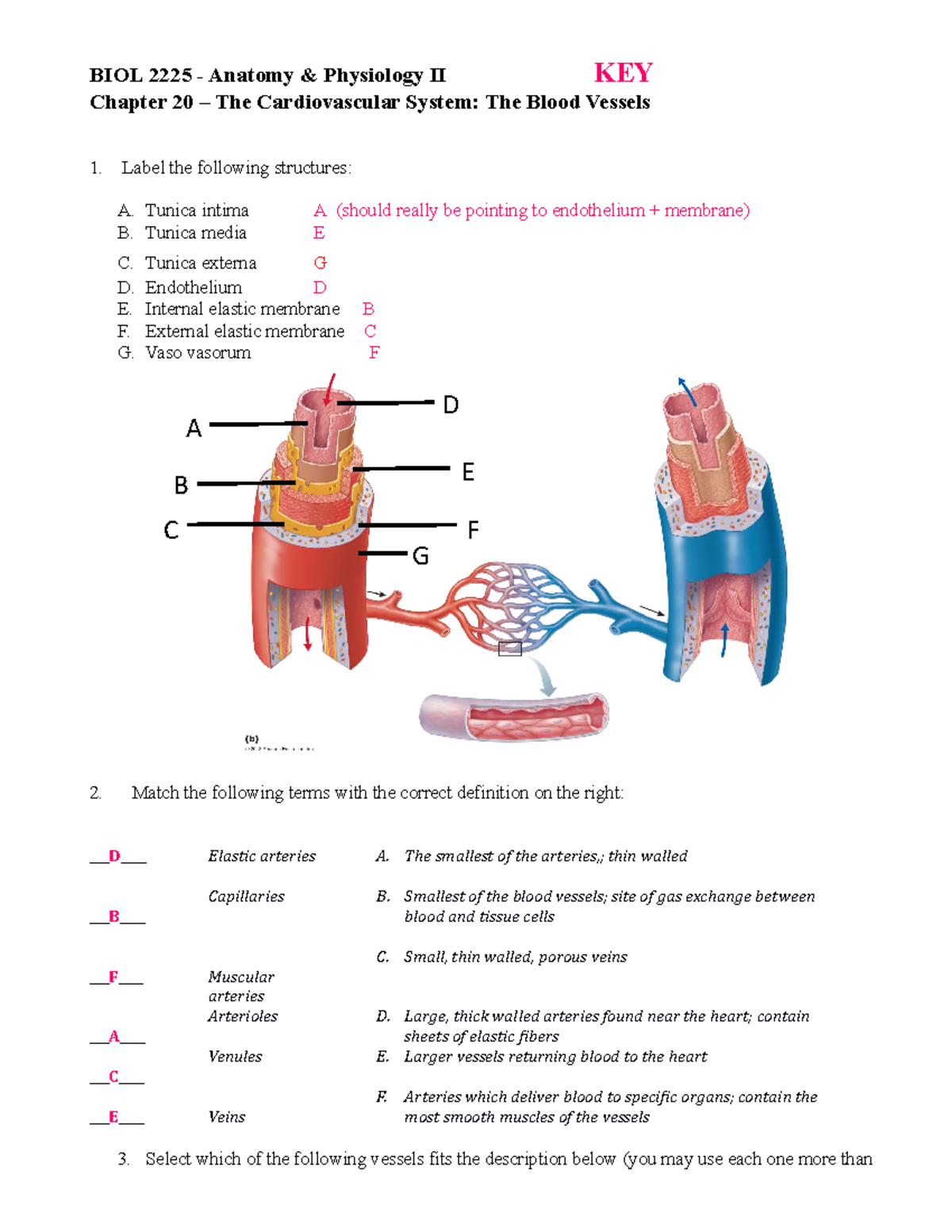 Exam Review Worksheet - Chapter 20 - BIOL 2225 - Anatomy & Physiology ...