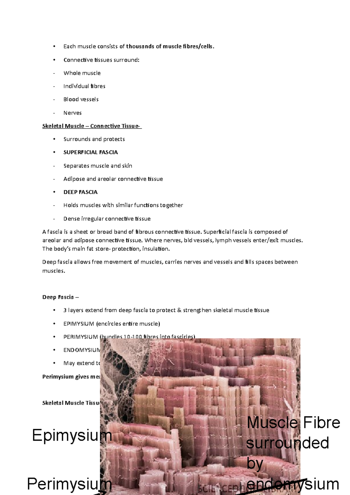 Bio Note 52 - Lecture notes 5-6 - Each muscle consists of thousands of ...