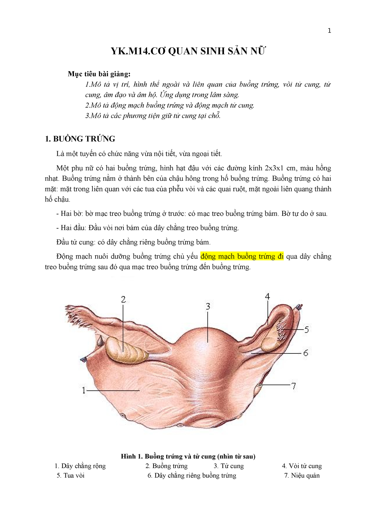 Mô hình giải phẫu hệ thống sinh dục nữ GDA14002